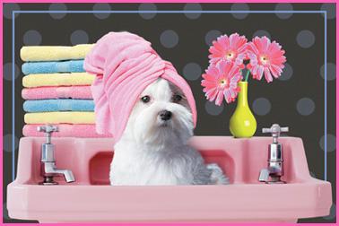 Pet Grooming