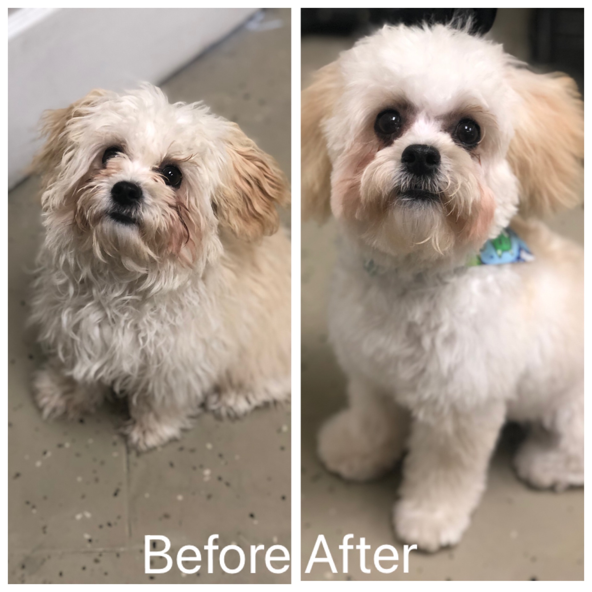 Puppy First Grooming - Lola