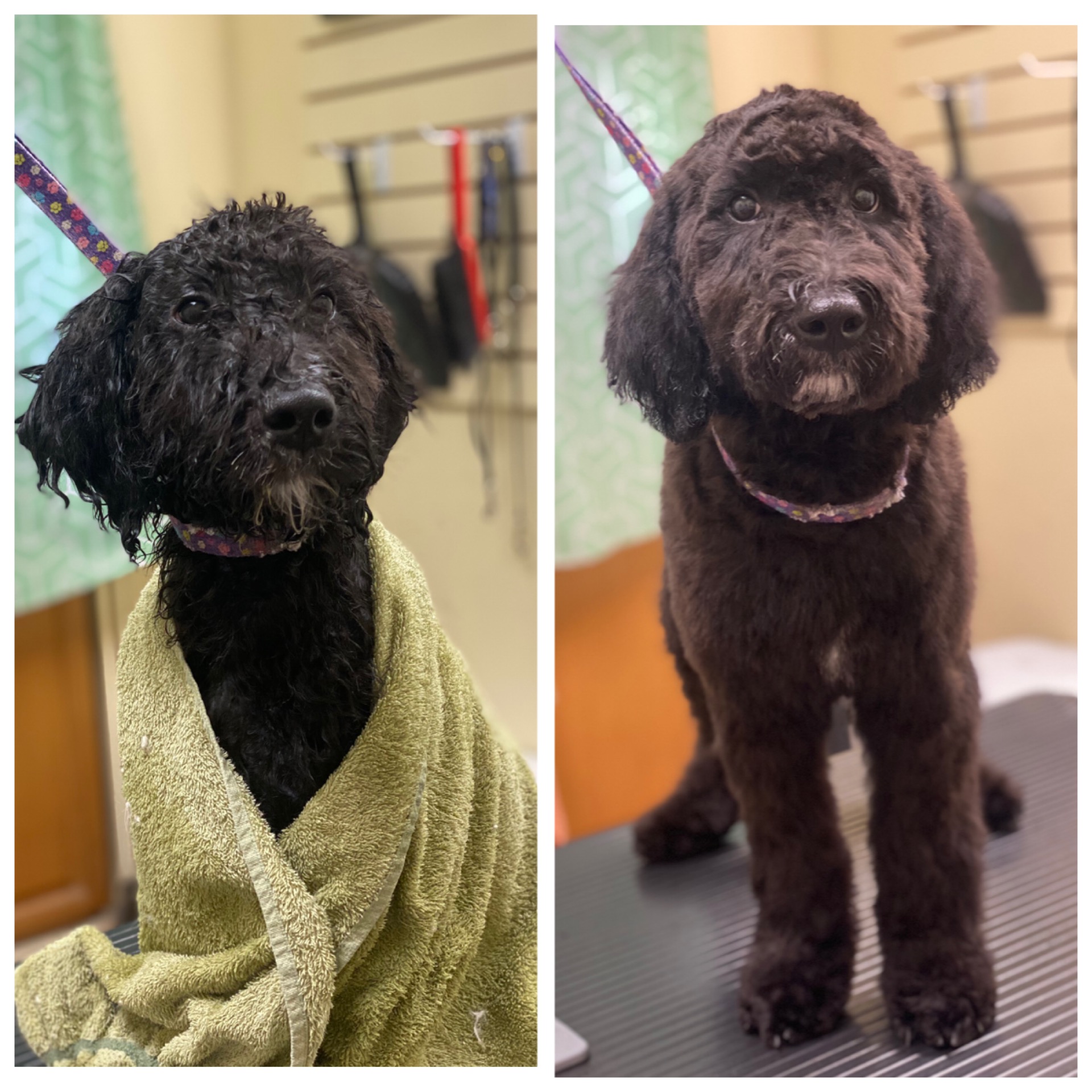 Jaxon's First Groom