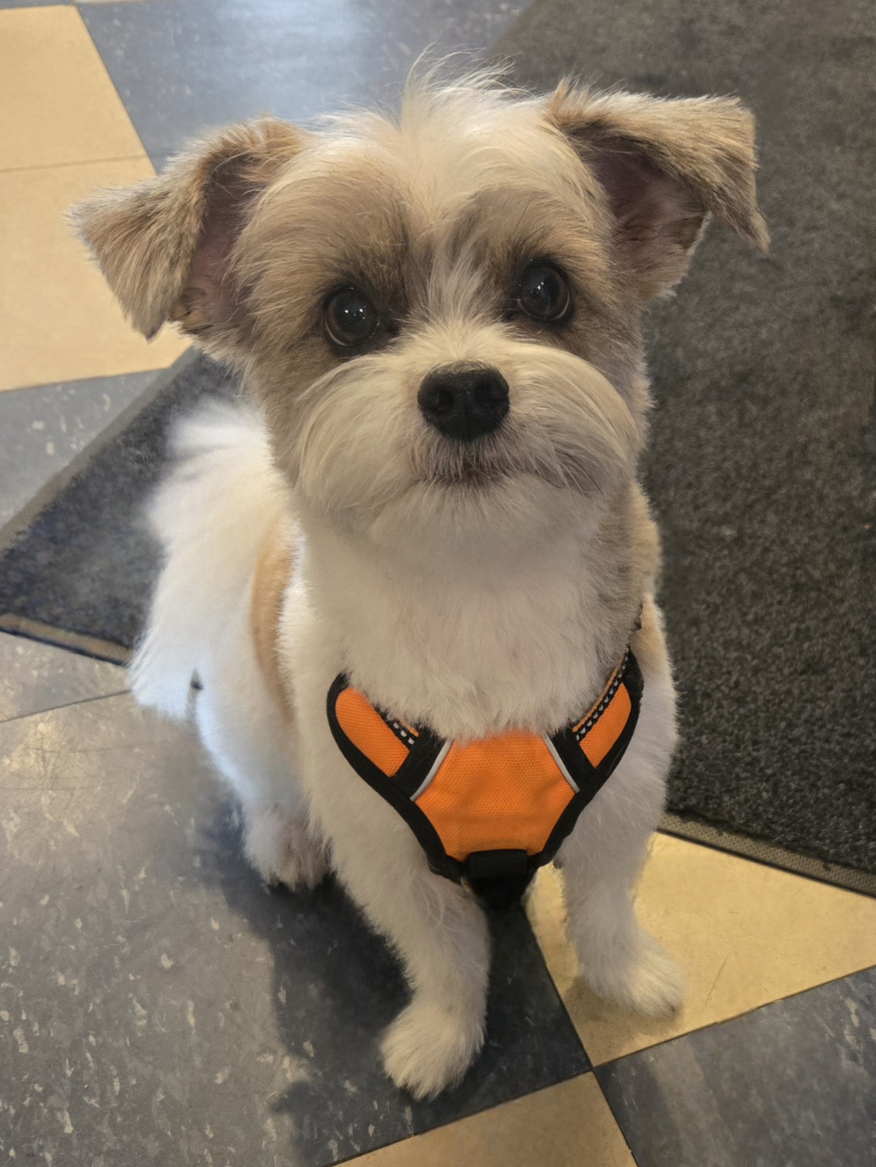 Simon